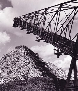 Conveyor belt to the log pile in mill yard